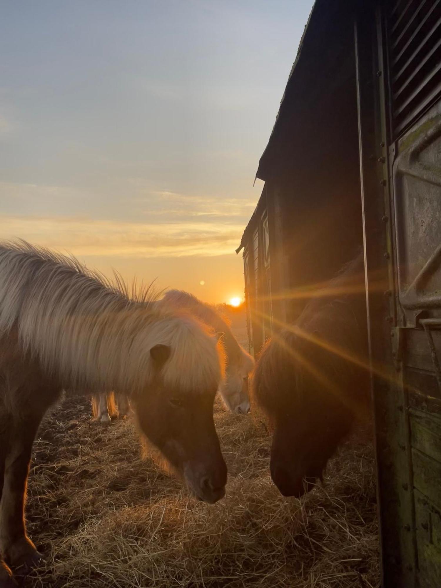 Farm stay Stald Saga Herning